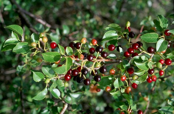 Prunus MAHALEB или Черемуха Антипка 