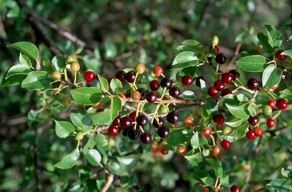 Prunus MAHALEB или Черемуха Антипка