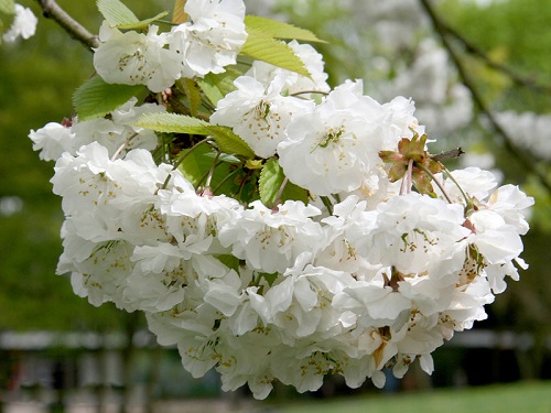 Prunus AVIUM или Черешня 