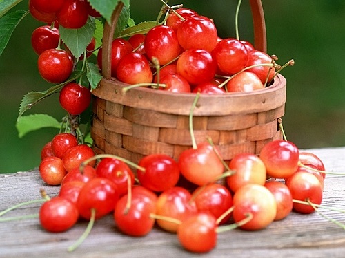 Prunus AVIUM или Черешня