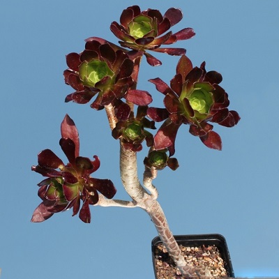 Aeonium Arboreum Atropurpureum или Эониум Древовидный темно-пурпурный