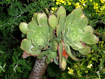 Aeonium URBICUM или Эониум Городской