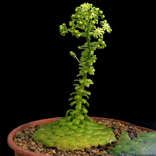 Aeonium TABULAEFORME или Эониум Ярусный