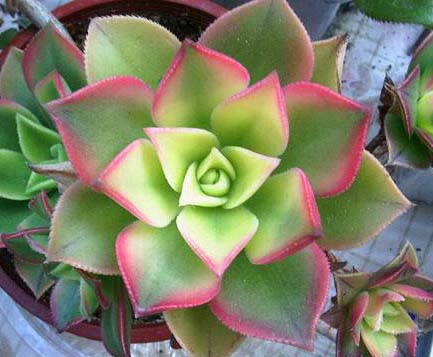 Aeonium HAWORTHII KIWI или Эониум Хаворта