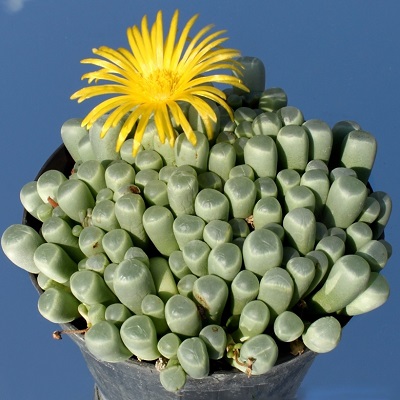 Fenestraria AURANTIACA или Фенестрария Оранжевая