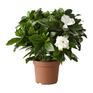 Gardenia Jasminoides или Гардения Жасминовидная