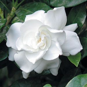 Gardenia Jasminoides или Гардения Жасминовидная