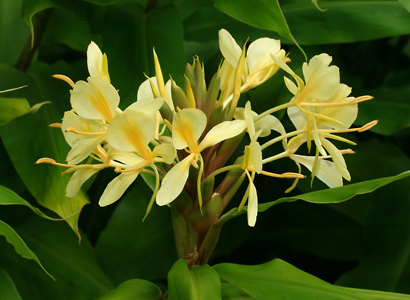 Hedychium FLAVESCENS или Гедихиум Желтеющий