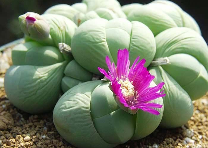 Gibbaeum HEATHII