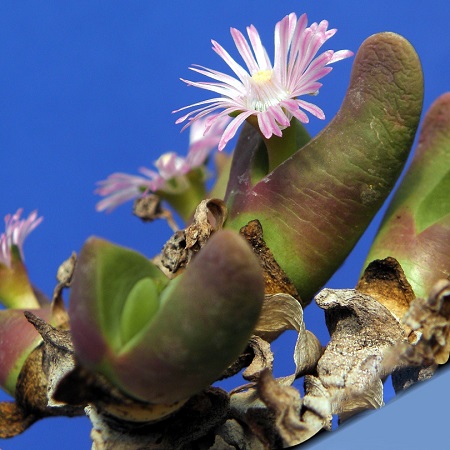 Gibbaeum SHANDII или Гиббеум Шанда