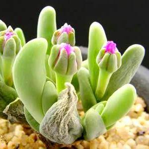 Gibbaeum SHANDII или Гиббеум Шанда