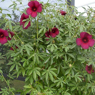 Hibiscus CANNABINUS или Гибискус Коноплевый