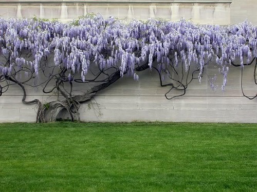 Wisteria SINENSIS или Глициния Китайская