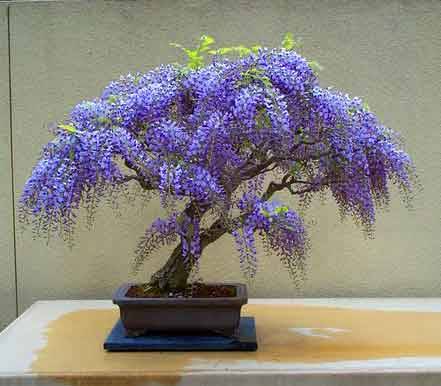 Wisteria SINENSIS или Глициния Китайская