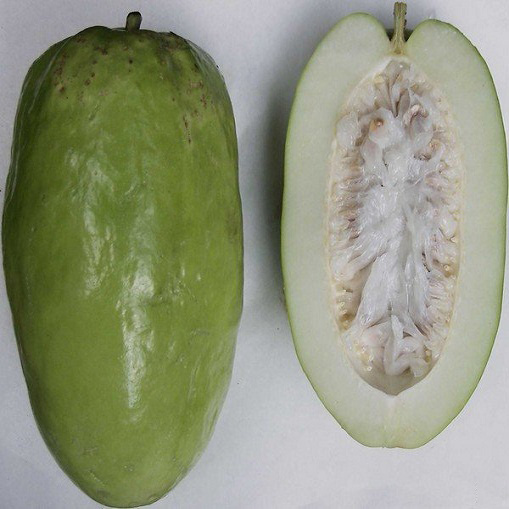 Passiflora Quadrangularis или Пассифлора Гигантская