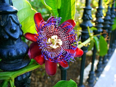 Passiflora Quadrangularis или Пассифлора Гигантская 