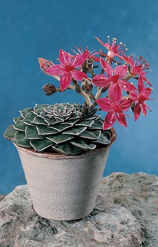 Graptopetalum BELLUM или Граптопелатум Красивый