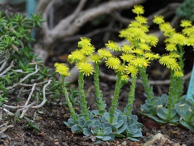 Greenovia AUREA или Гриновия Золотистая 