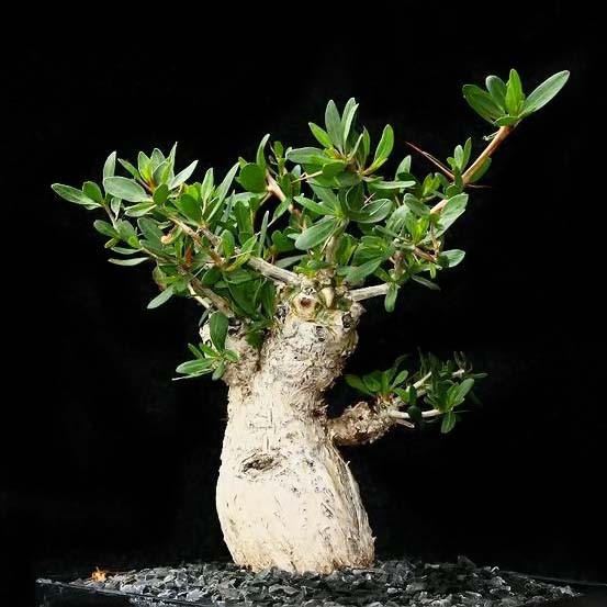 Idria COLUMNARIS или Идрия Колонновидная