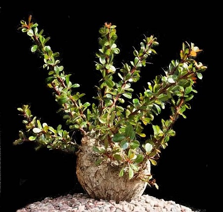 Idria COLUMNARIS или Идрия Колонновидная