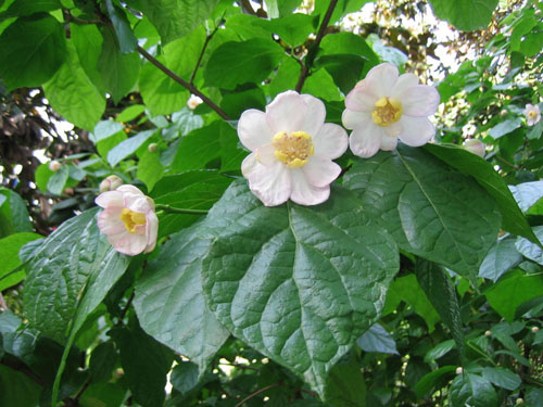 Calycanthus CHINENSIS или Каликантус Китайский