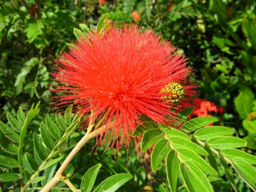 Calliandra ERIOPHYLLA или Каллиандра Опушеннолистная