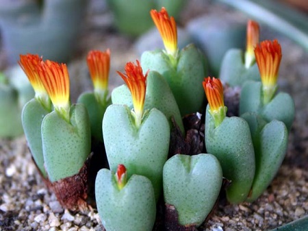 Conophytum FRUTESCENS или Конофитум Кустарниковый