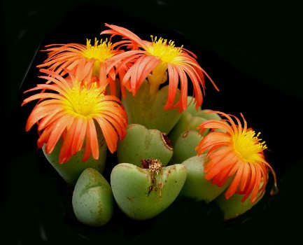 Conophytum FRUTESCENS или Конофитум Кустарниковый