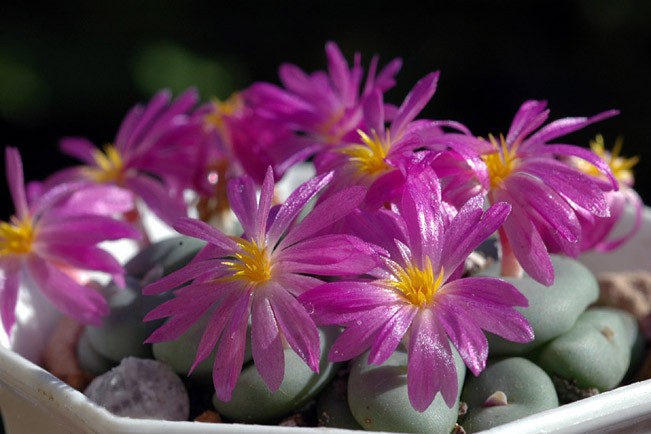 Conophytum MINUTUM