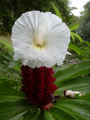 Costus SPECIOSUS или Костус Прекрасный