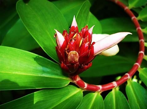 Costus SPECIOSUS или Костус Прекрасный