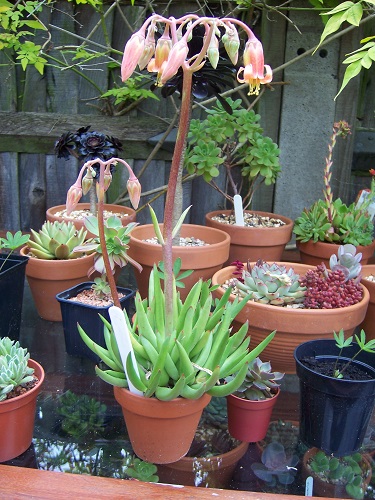 Cotyledon ORBICULATA или Котиледон Округлый