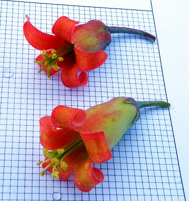 Cotyledon ORBICULATA или Котиледон Округлый