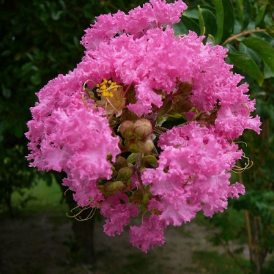 Lagerstoemia Indica или Индийская Сирень 