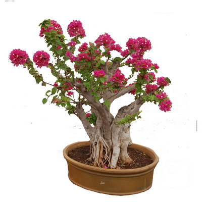 Lagerstoemia Indica или Индийская Сирень