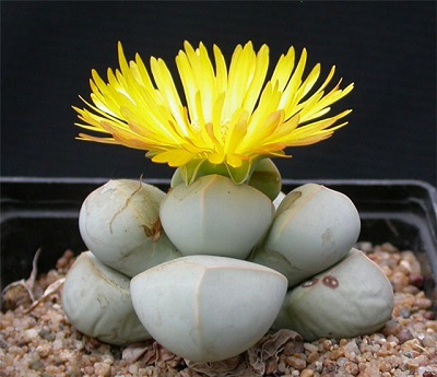Lapidaria MARGARETAE или Лапидария Маргариты