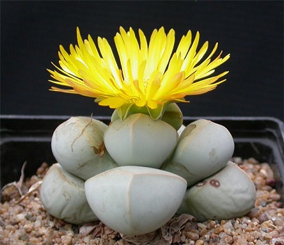 Lapidaria MARGARETAE или Лапидария Маргариты 