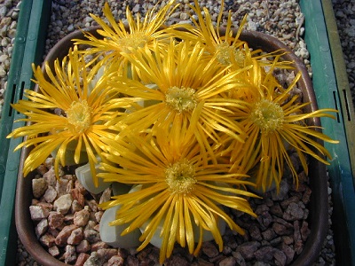 Lapidaria MARGARETAE или Лапидария Маргариты