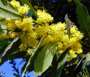 Laurus NOBILIS или Лавр Благородный