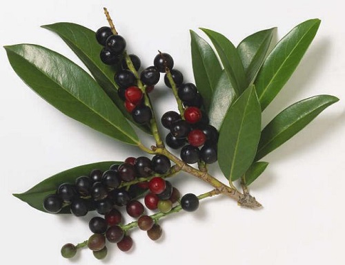 Prunus LAUROCERASUS или Лавровишня