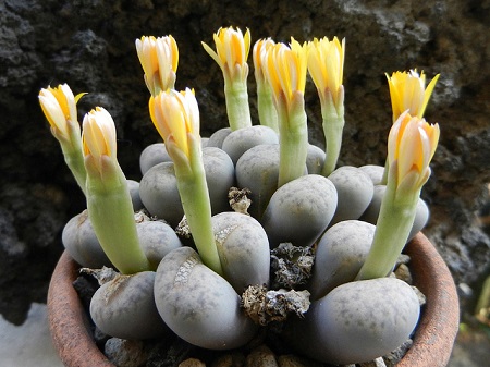 Lithops DINTERI