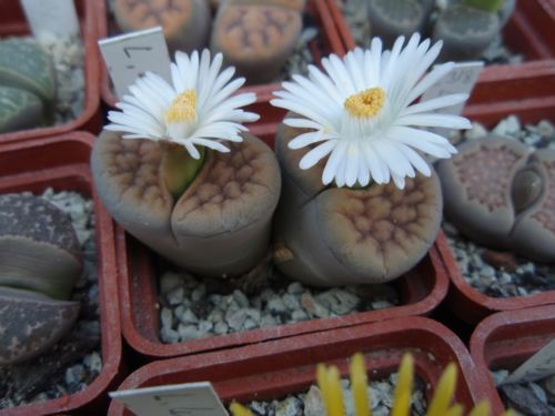 Lithops KARASMONTANA 