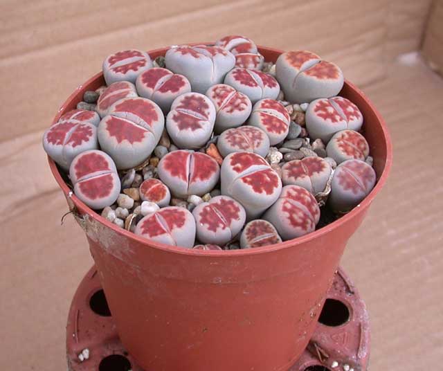 Lithops KARASMONTANA