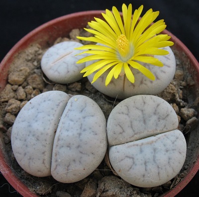 Lithops PSEUDOTRUNCATELLA или Литопс Ложноусеченный