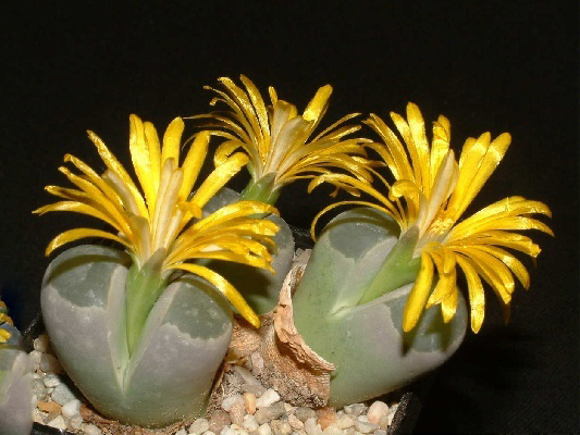 Lithops OLIVACEA