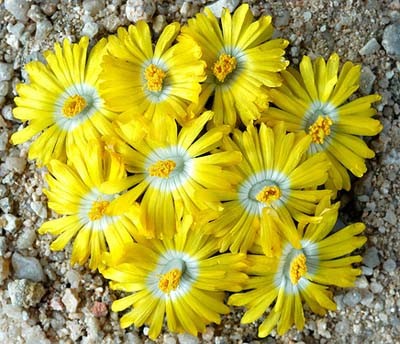 Lithops OLIVACEA
