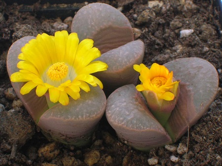 Lithops DIVERGENS var amethystina или Литопс Разделенный