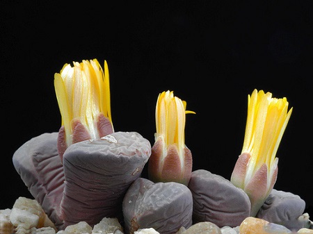 Lithops DIVERGENS var amethystina или Литопс Разделенный