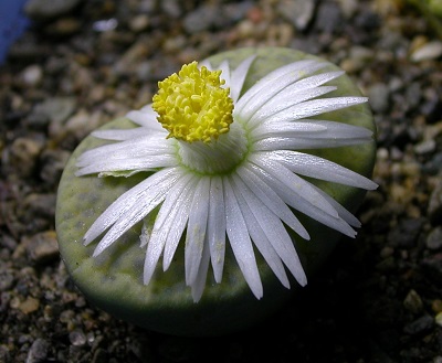 Lithops FULVICEPS или Литопс Рыжеголовый 