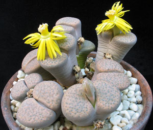 Lithops FULVICEPS или Литопс Рыжеголовый